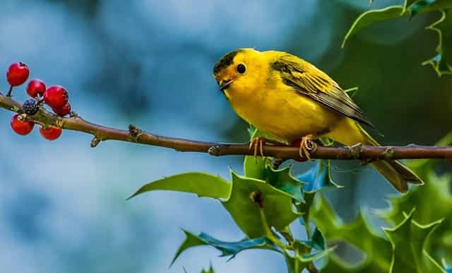 袖虎病猫攻略：猫咪腹泻的处理方法