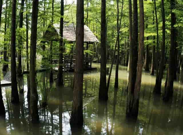 袖虎分享，遛狗有利于狗狗健康