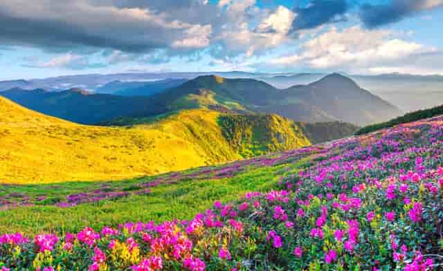 袖虎病狗攻略：关于狗狗断尾那些你不知道的事