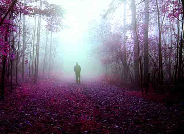 袖虎宠物提醒不要给猫咪喂垃圾食品！这些食物才利于发育！