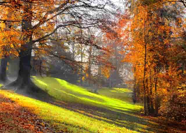 袖虎病猫：如何识别病猫如何避免买到病猫？