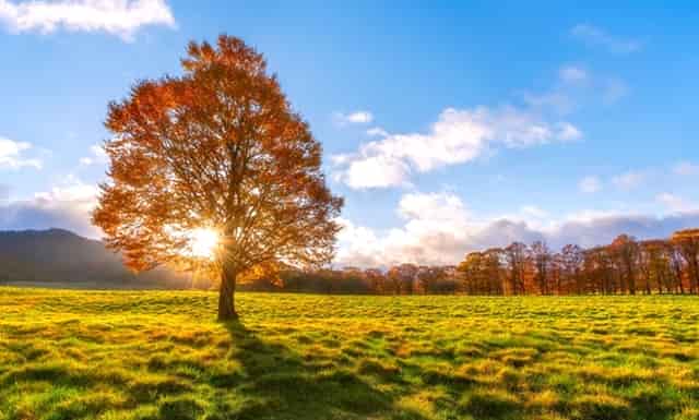 袖虎宠物解答：食品添加剂于猫咪而言都是垃圾吗？