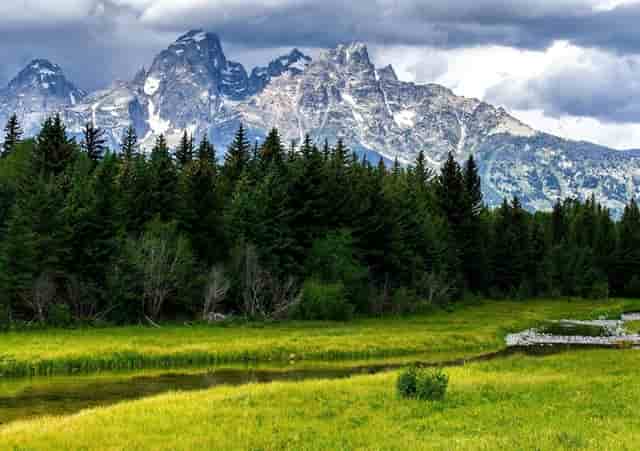 清道夫能在臭水里面生活吗