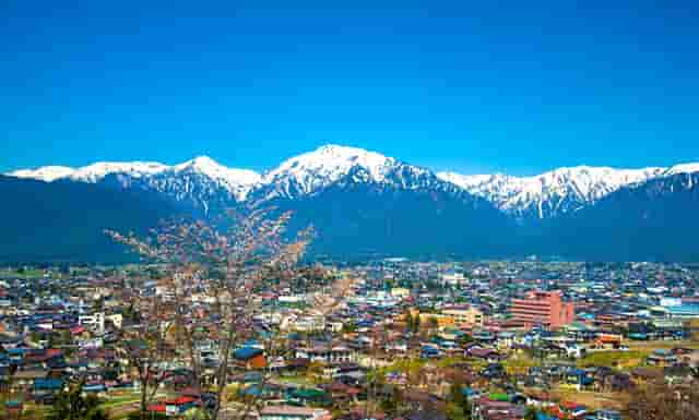 袖虎病猫攻略：两招搞定猫咪跳蚤