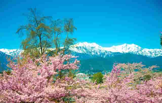 袖虎宠物攻略：猫咪突然过于反应激烈是怎么回事？