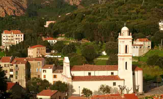 袖虎病猫攻略：纯种猫常见的遗传病