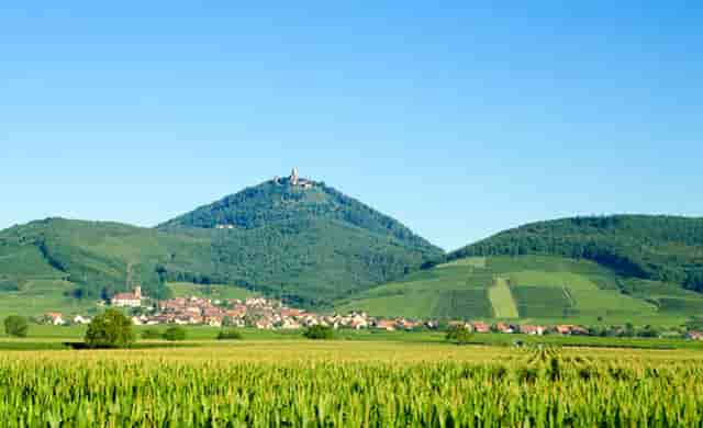 袖虎病猫攻略：猫总挠耳朵甩头，可能是这个东西作怪